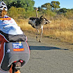 Tour de Free State Südafrika 2012:  Vogel Strauß